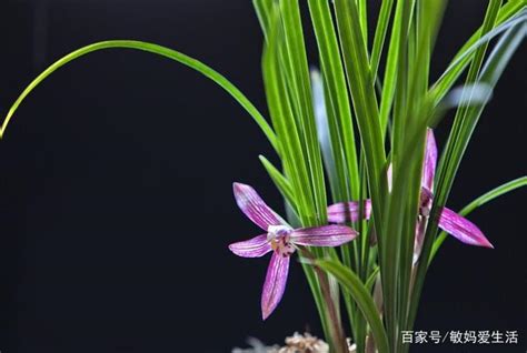 世界上最名贵的10种兰花图片，莲瓣兰价值高达1500万-霍州市鲜花批发点(花艺)-煤炭资讯