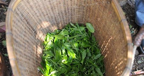 2021年最新普洱茶价格资讯信息，海选全球普洱茶种类图片大全 - 鲜淘网