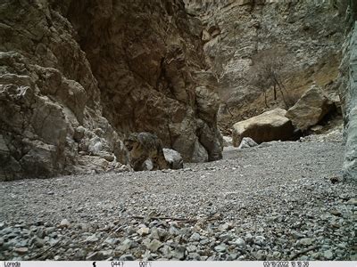 祁连山国家公园青海片区拍到罕见五只荒漠猫同框画面 - 神秘的地球 科学|自然|地理|探索