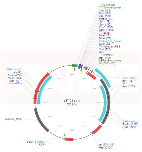 pET-28a（+）大肠杆菌蛋白表达载体，大肠系列质粒_质粒-上海远慕生物科技有限公司