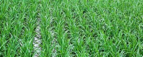 怎么区分杂草和水稻,杂草稻与水稻的区别,水稻秧苗和草的区别_大山谷图库