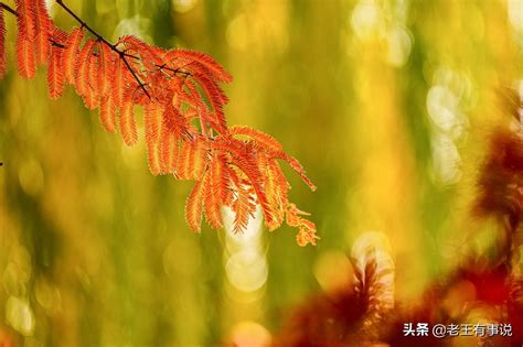 秋意渐浓 赏秋大片遍览各国唯美秋路 - 旅游资讯 - 中国之窗