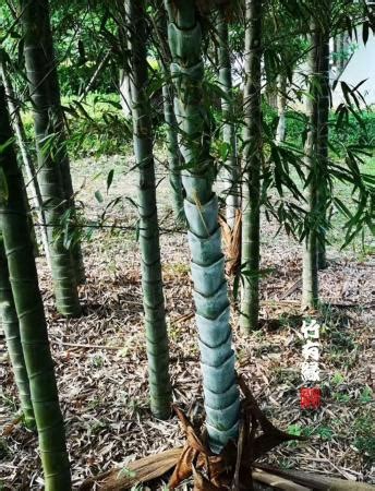 最贵的竹子品种有哪些？ - 惠农网
