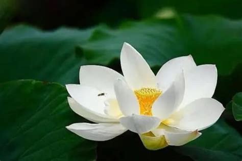 白莲花的别称,白莲花的雅称,雪花雅称72种_大山谷图库
