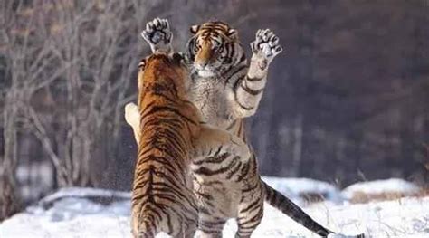 老虎的天敌是什么动物 老虎在自然界有天敌吗-大盘站 - 大盘站