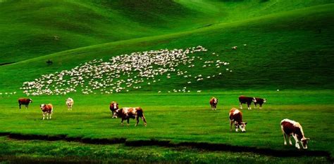 乌珠穆沁，一个美了千年的绝色草原-草原元素---蒙古元素 Mongolia Elements