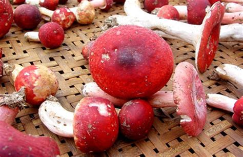 红菇的功效与作用及营养价值、价格和真假_健康大百科