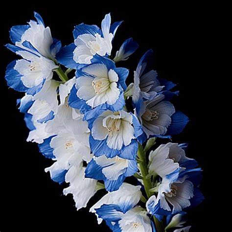 Flores blancas y azules sobre un fondo negro | Foto Premium