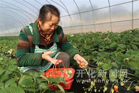 中国家庭农场的现实与未来-中国金融信息网