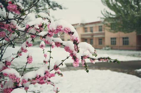 北京下雪了！最美人间四月天，这些雪景如诗如画