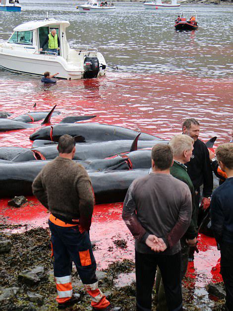 法罗群岛数百鲸鱼海豚被捕杀 血染海湾-新闻中心-中国宁波网