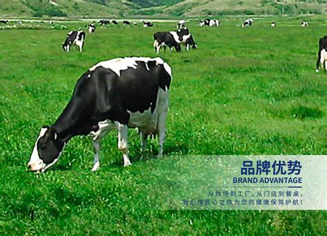 2019年_光大乳业——每天就喝，奶牛梦工场！