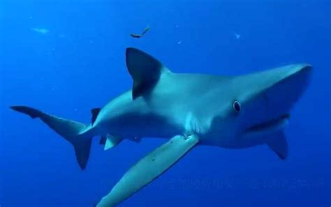 狗鲨捕食鲱鱼 沙虎鲨在后 - 神秘的地球 科学|自然|地理|探索