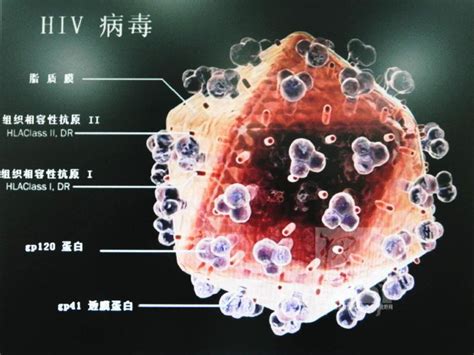 【艾滋病的传播】接触分泌物感染艾滋病机率多大-艾测网