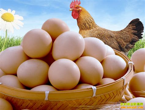 2021年11月21日全国鸡蛋价格行情_鸡蛋价格_农村创业致富网-农村致富好项目
