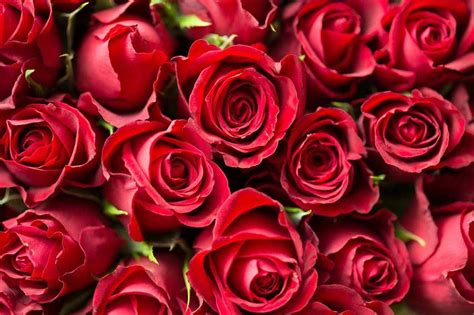 36朵玫瑰花代表什么意思(国际送花常送玫瑰支数)
