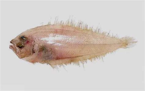 深海鱼种类及图片大全 - 百科 - 酷钓鱼