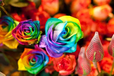 世界上最美的花叫什么,上最美的花朵,上最美的花壁纸_大山谷图库