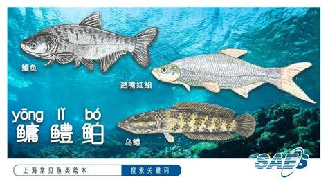 开屏新闻-“才劳桂墨头鱼”！中科院昆明动物研究所在广西发现鱼类新种