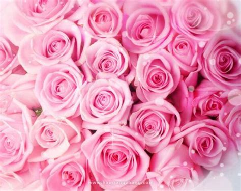 玫瑰花朵数的含义-不同朵数的玫瑰花代表什么？-六朵花