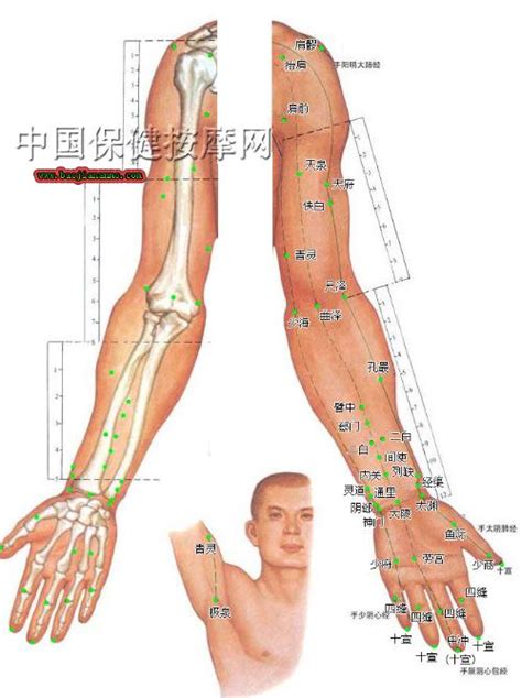 图306 臂肌（前面观）-人体解剖组织学-医学