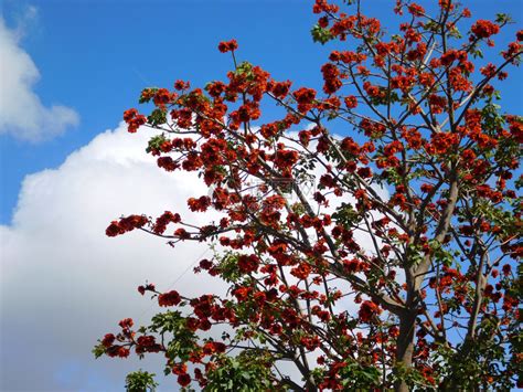 红花树高清图片下载-正版图片302634143-摄图网