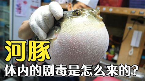 日本大厨分割河豚鱼宝宝，切片汆烫冰镇做刺身_凤凰网视频_凤凰网