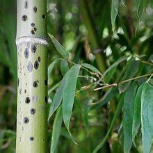 文玩人比较常见的8种斑竹，大家能分清楚吗？