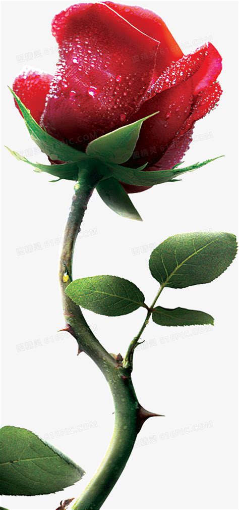 玫瑰花带刺的哲理（玫瑰有刺才会是玫瑰） | 幺林灵（100）