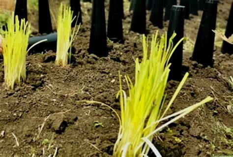韭黄种植技术（韭黄种植技术） | 说明书网