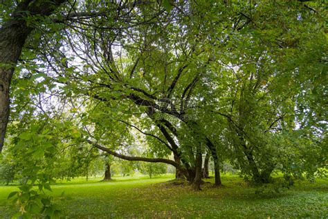 秋天初在市公园里长着绿叶的大弯曲树高清图片下载-正版图片303381182-摄图网