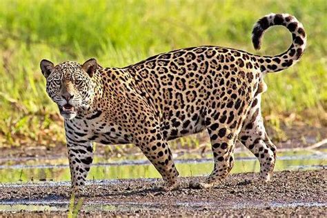 非洲草原八大食肉猛兽排行榜：花豹排第二，第一能与老虎一战_鬣狗