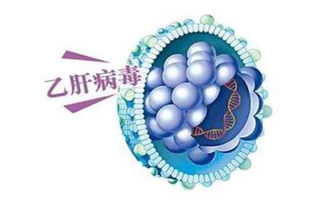 胡荣贵组合作揭示乙型肝炎病毒（HBV）自限性新机制 - 生物通