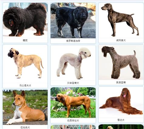 北京禁养犬名单 | 钛宠