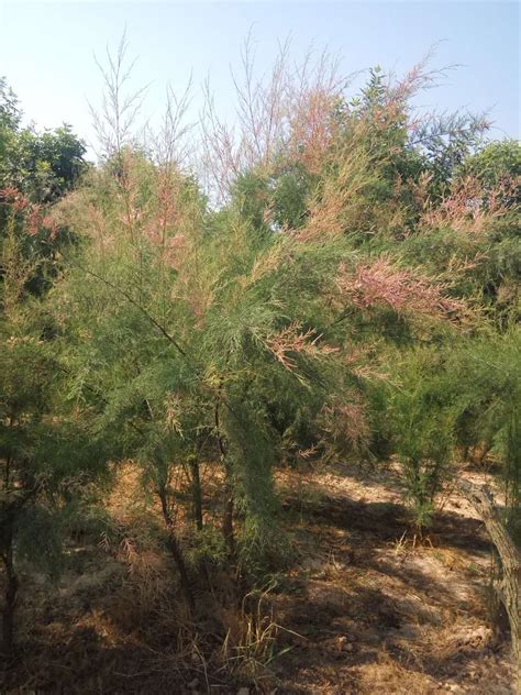 新疆巴州尉犁县737.7万亩红柳树迎来盛花期-大河网