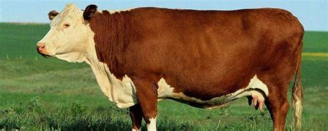 怎样让牛站着不动，牛突然站不起来了是什么原因-农百科