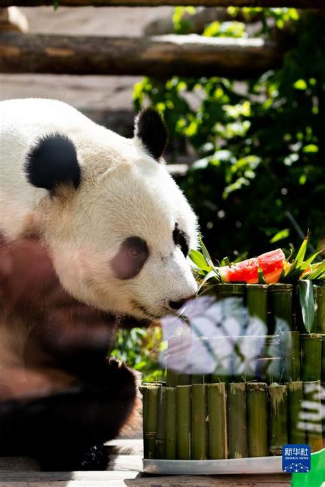 旅俄大熊猫欢喜过虎年_凤凰网视频_凤凰网