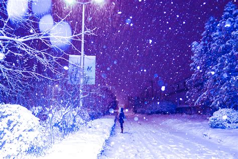 圣诞美丽的冬夜树木和屋灯光亮高清图片下载-正版图片303234239-摄图网