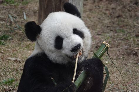 旅美熊猫启程回成都 开始为期一个月隔离检疫 重庆风景园林网 重庆市风景园林学会