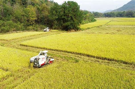 江西东乡：水稻喜丰收|水稻|收割机|抚州市_新浪新闻