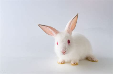 大气的宠物兔的名字 - 苗苗知道