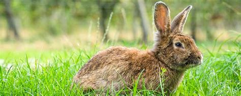 属兔的和什么属相最配 生肖兔的最佳配对属相 - 万年历