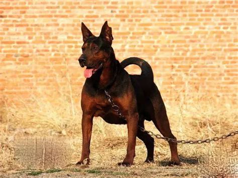 苏联红犬能长多大？它可是大中型犬-我的宠舍