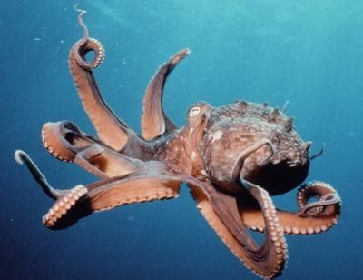 最大的章鱼有多大（摄影师潜水偶遇世界最大章鱼 庞然大物好奇心十足对相机自拍） | 说明书网