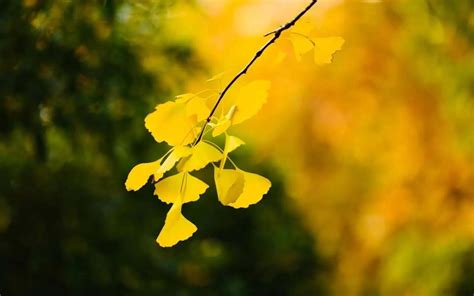描写秋天的优美句子 关于秋天的简短有韵味句子_万年历