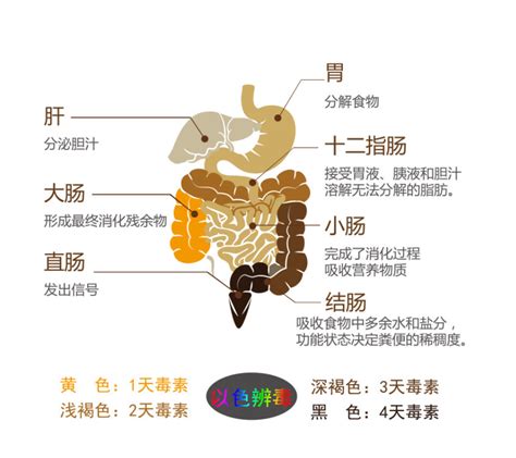 大肠的肠壁结构分层图,肠壁分层图解,大肠肠壁分层示意图_大山谷图库