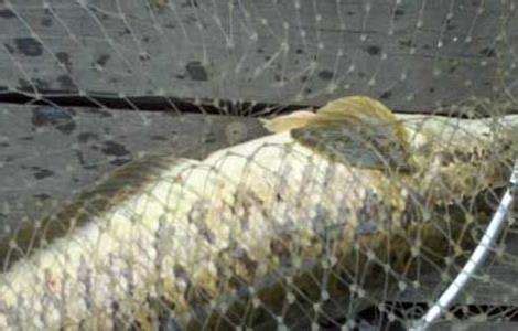 帆布鱼池大型加厚带支架养鱼蓄水池高密度养殖PVC刀刮布水蛭虾池-阿里巴巴