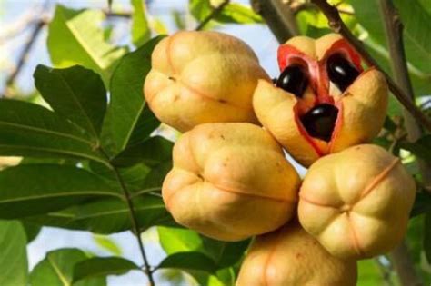 世界上最稀有的水果