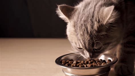 吃食物的小猫高清图片下载-正版图片501022007-摄图网