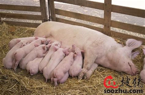 妊娠母猪管理：各个阶段都有不同重点！|遗传育种【搜猪网_生猪预警网】
